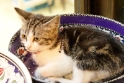 Cat, Selcuk Turkey